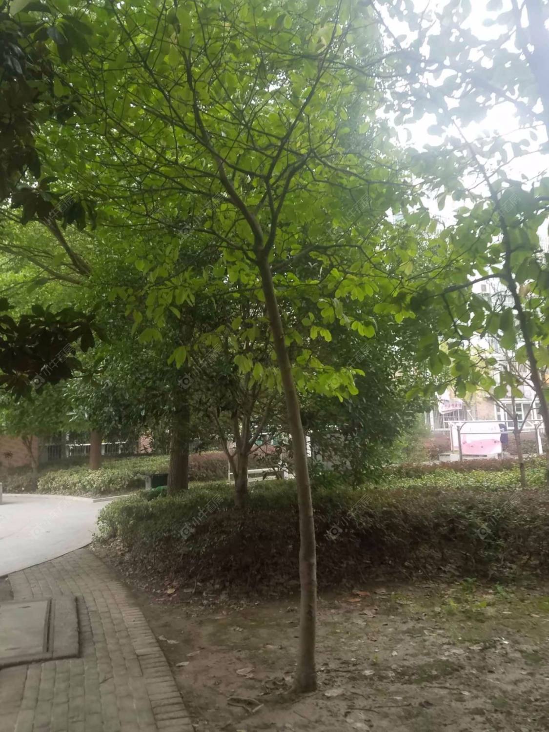 上海现代华庭二期小区_现代华庭二期小区null