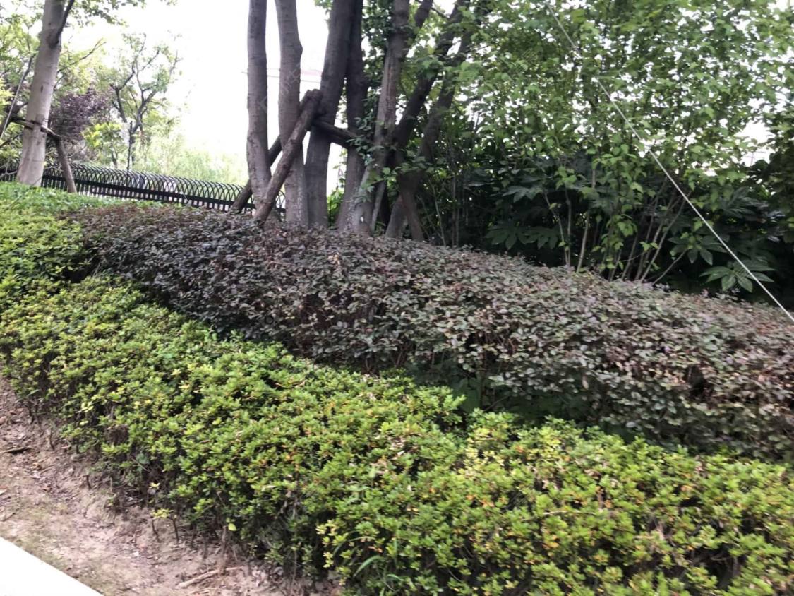 上海云锦东方一期小区_云锦东方一期小区null