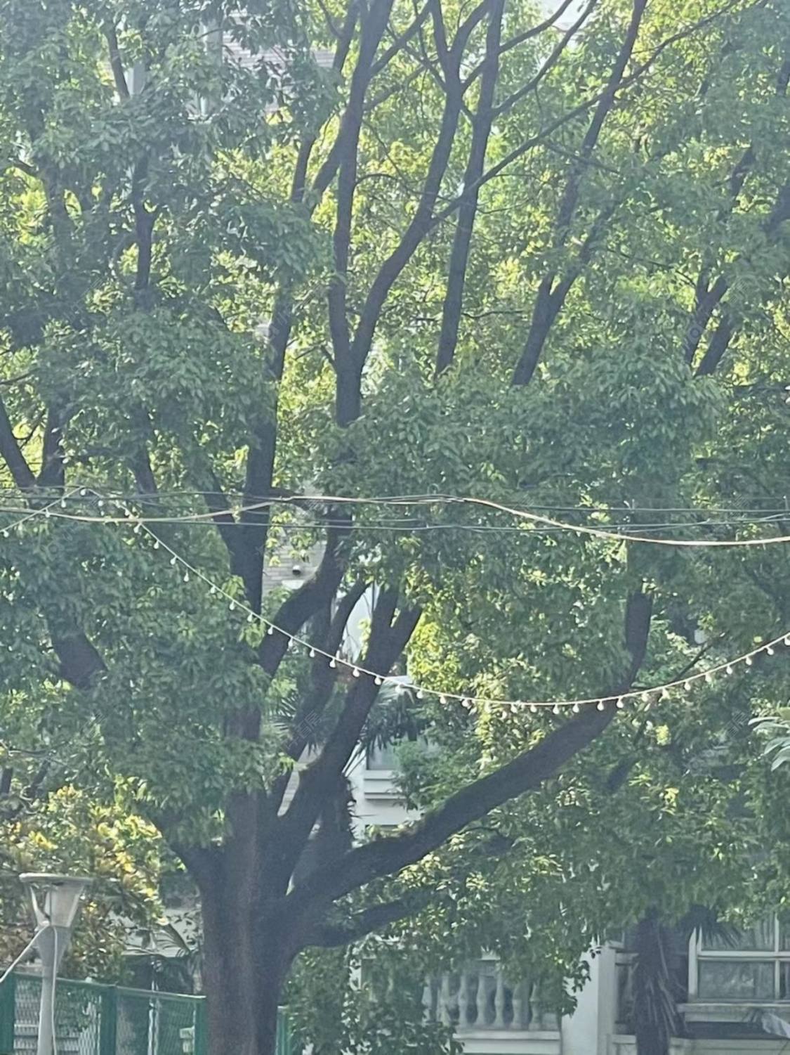 上海东方丰甸苑别墅区小区_东方丰甸苑别墅区小区null