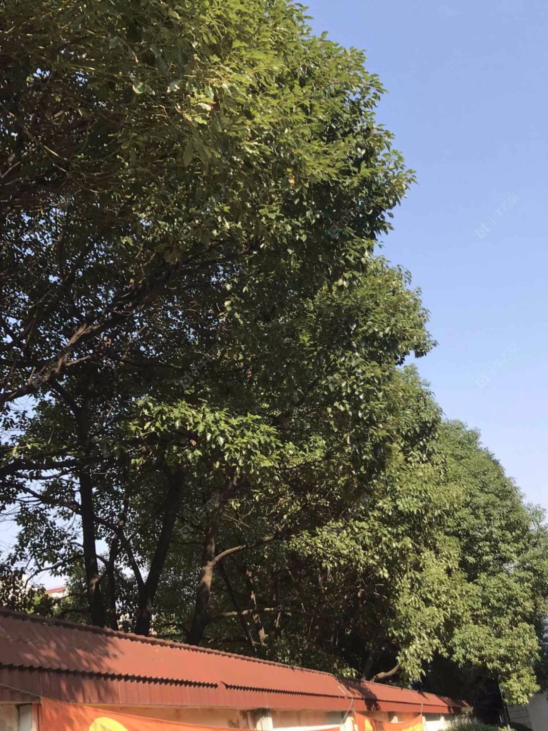 上海东莲大厦小区_东莲大厦小区null