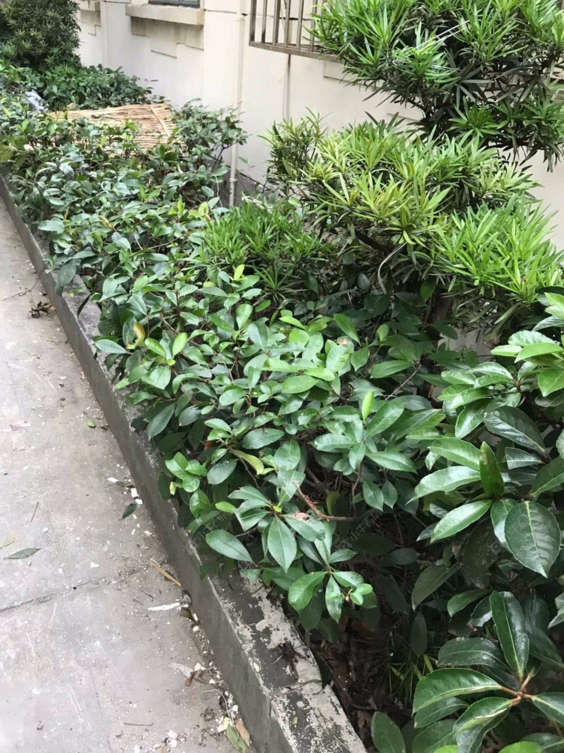 上海武定坊小区_武定坊小区null