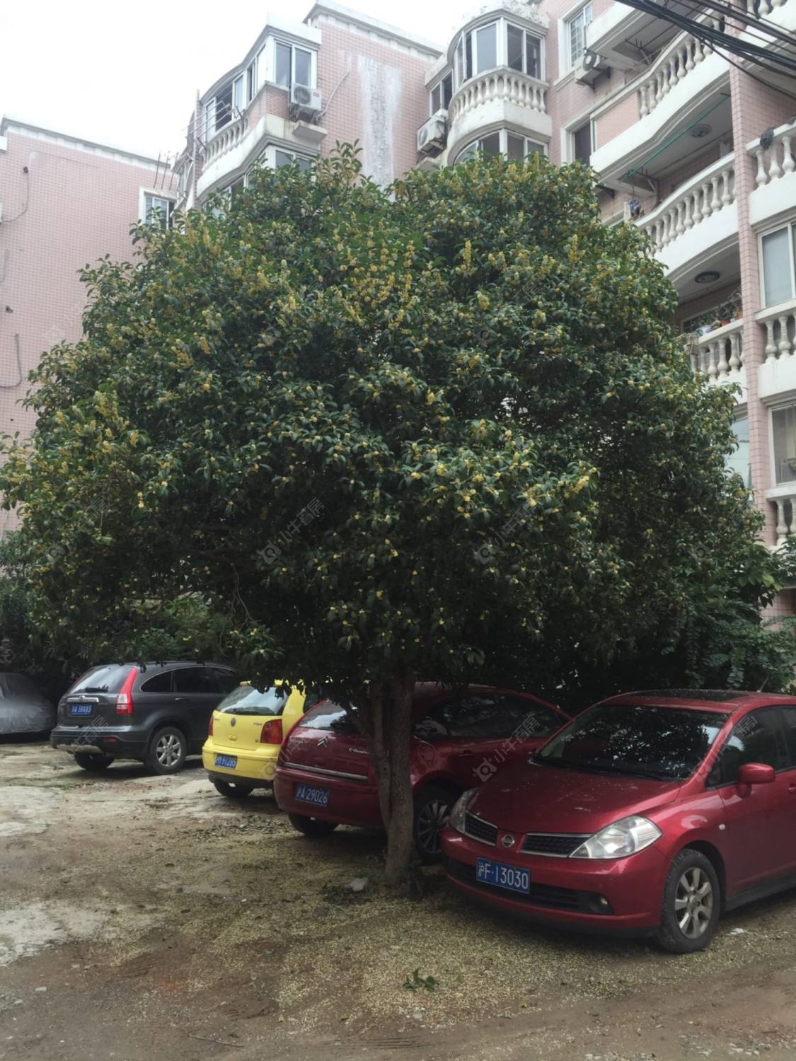 上海莘怡公寓小区_莘怡公寓小区null