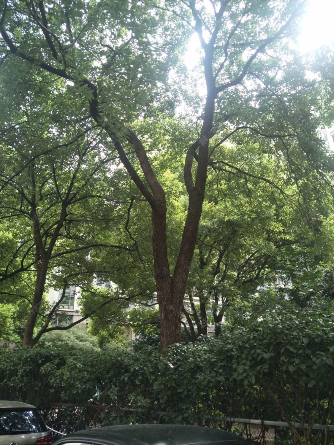 上海中凯城市之光小区_中凯城市之光小区null