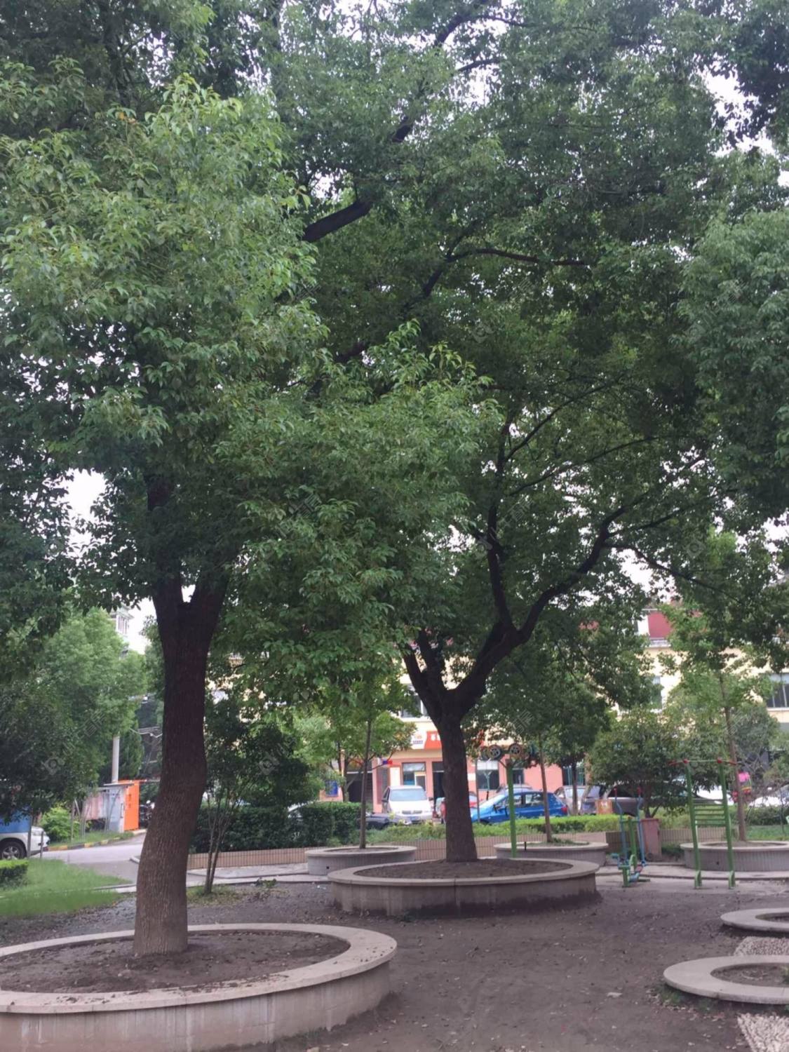 上海莘城苑小区_莘城苑小区null