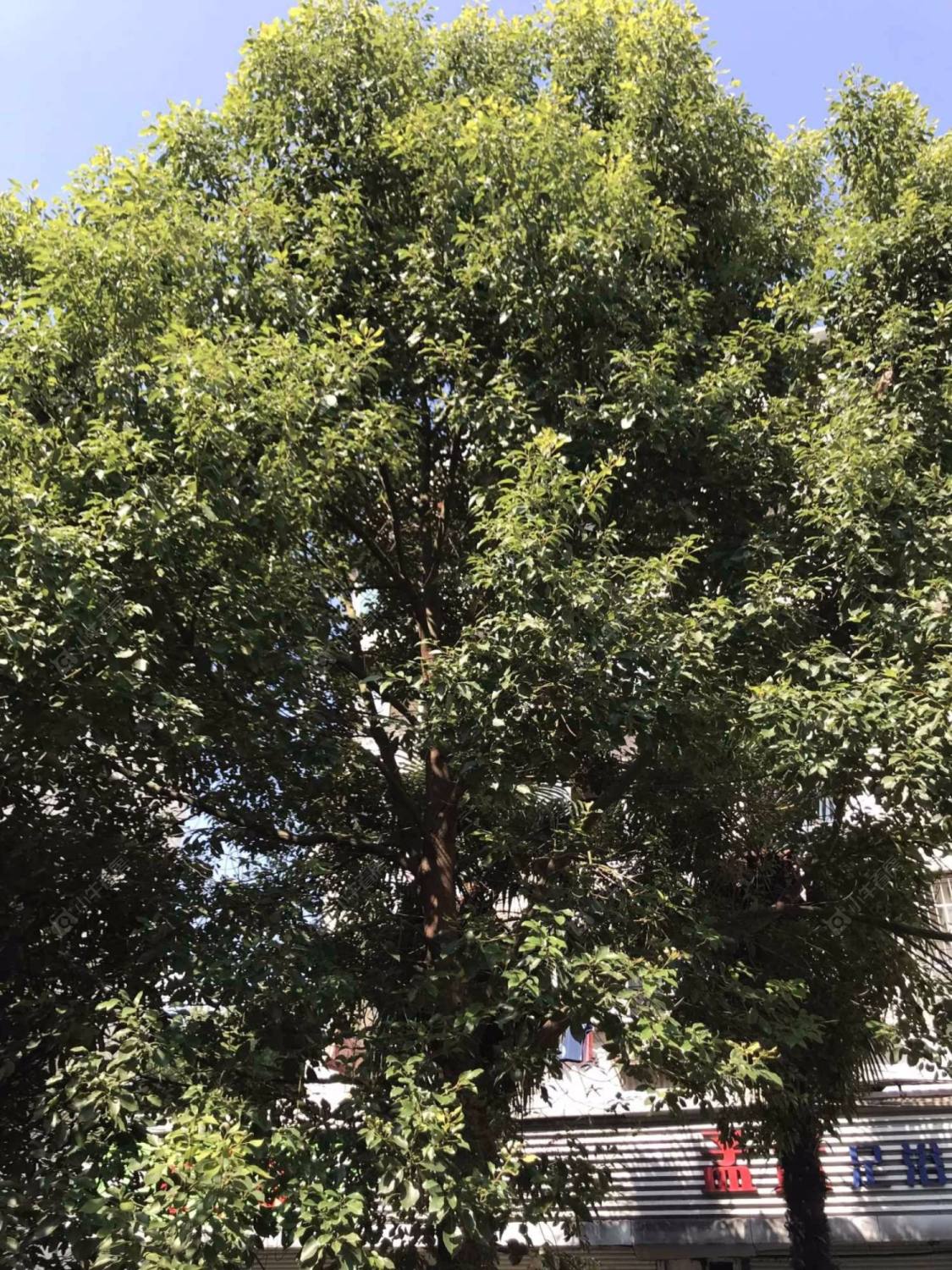 上海上钢九村小区_上钢九村小区实景图