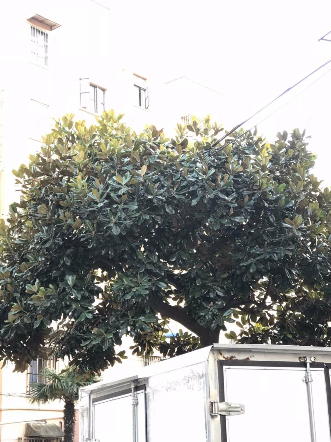 上海东五小区(浦东)小区_东五小区(浦东)小区null