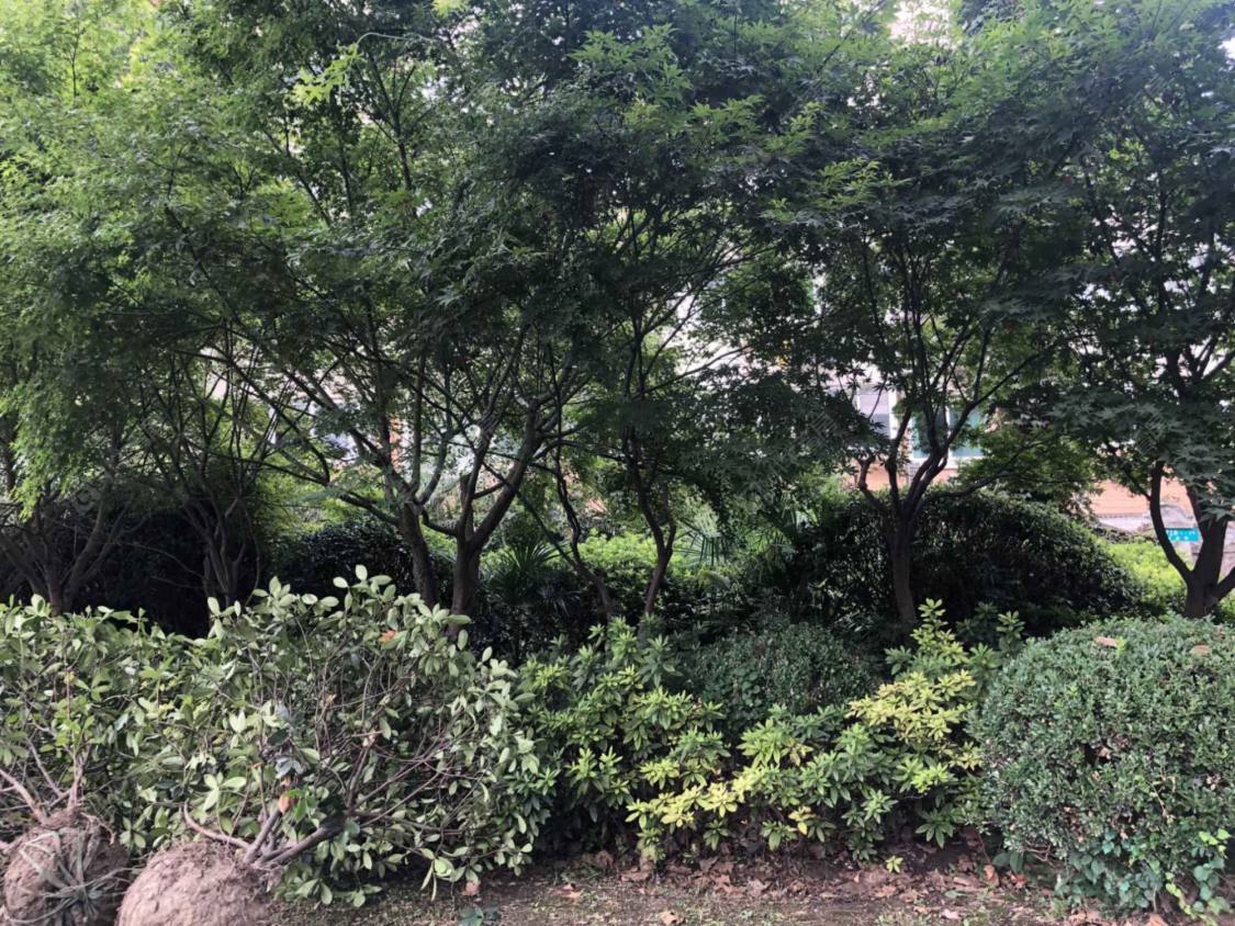 上海虹桥路971弄小区_虹桥路971弄小区null