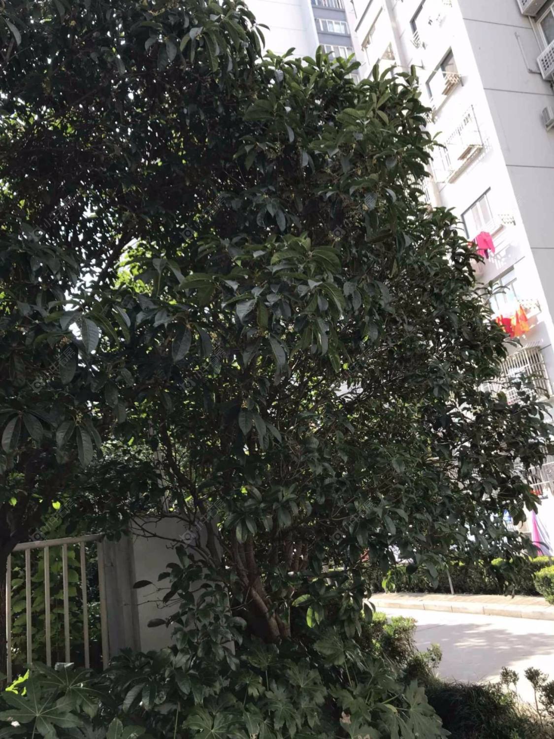 上海浦泾大楼小区_浦泾大楼小区null