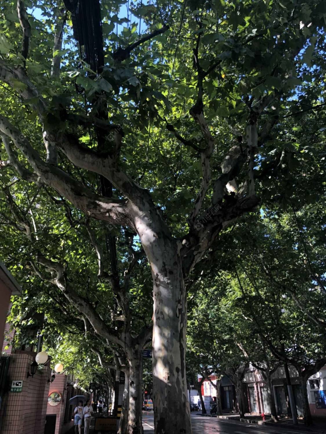 上海番禺路160弄小区_番禺路160弄小区null