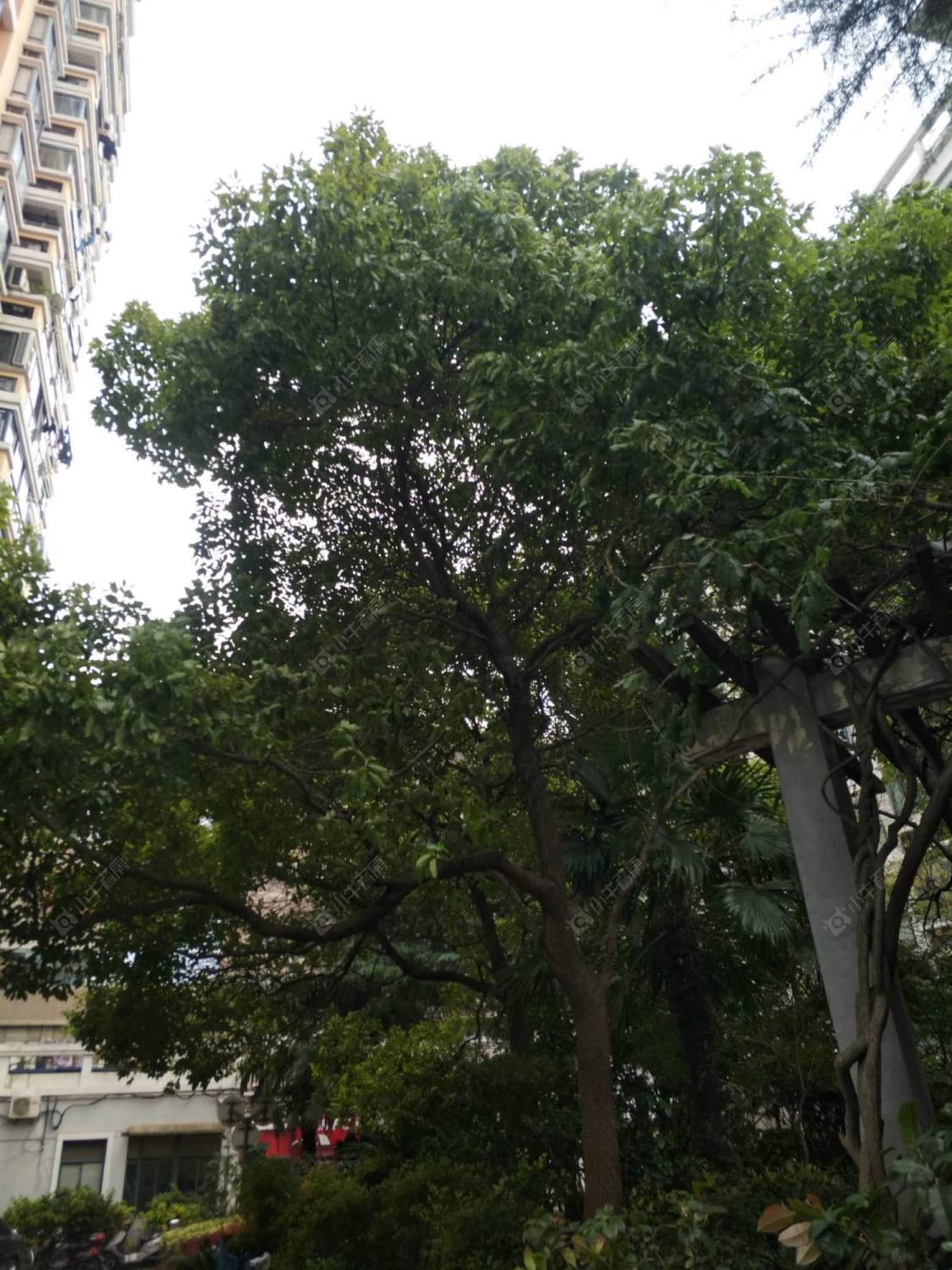 上海合虹公寓小区_合虹公寓小区null