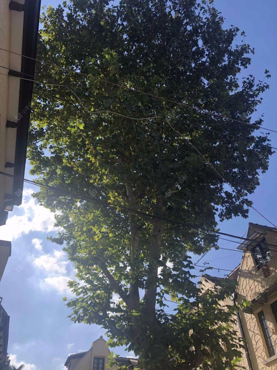 上海永嘉路495弄小区_小牛看房