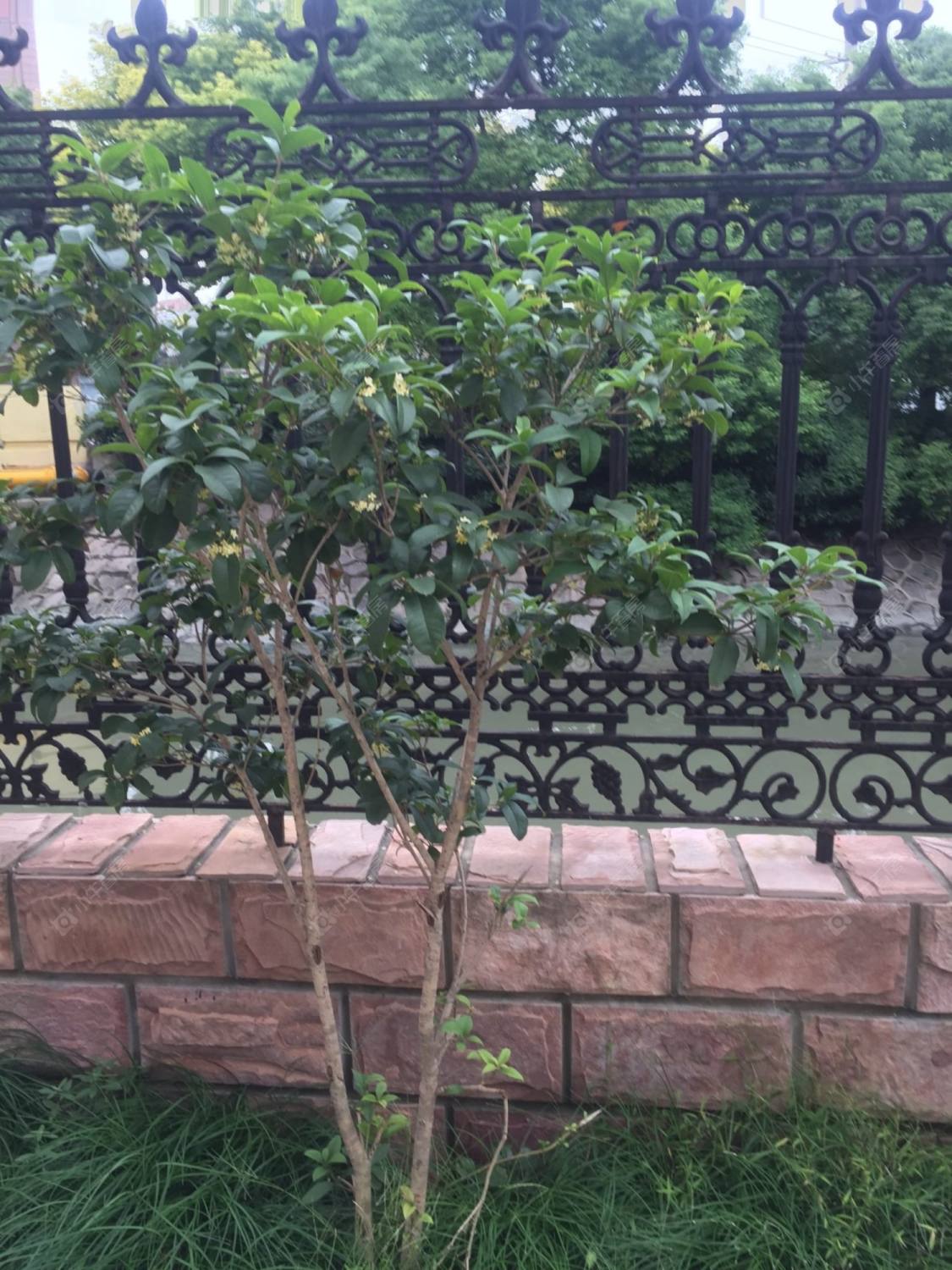 上海莘怡公寓小区_莘怡公寓小区null