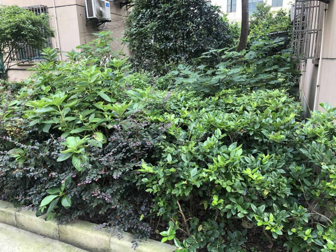 上海清真路住宅小区_清真路住宅小区null