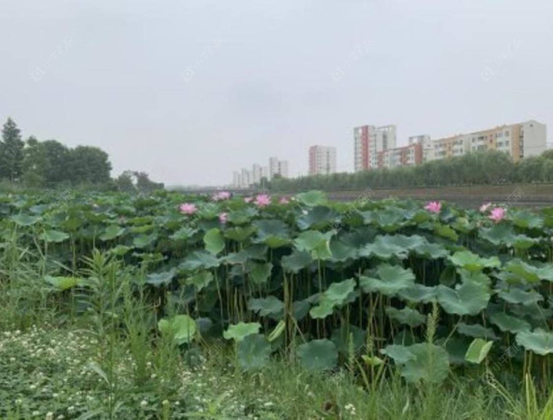 上海碧桂园浦东星作小区_碧桂园浦东星作小区null