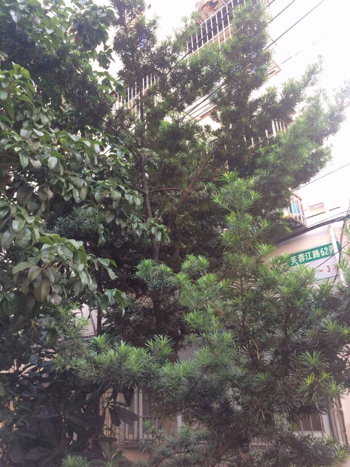 上海芙江小区小区_芙江小区小区null