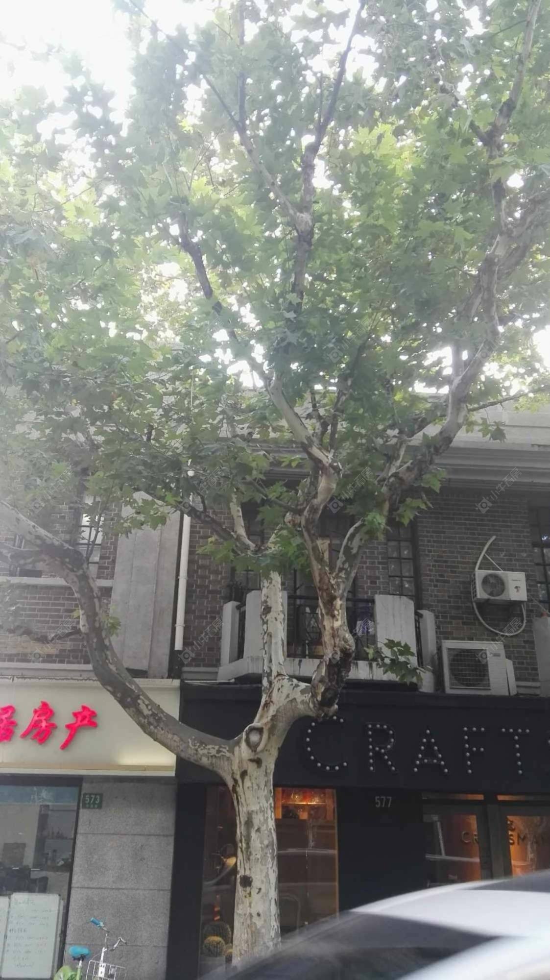 上海常德路公房小区_常德路公房小区null