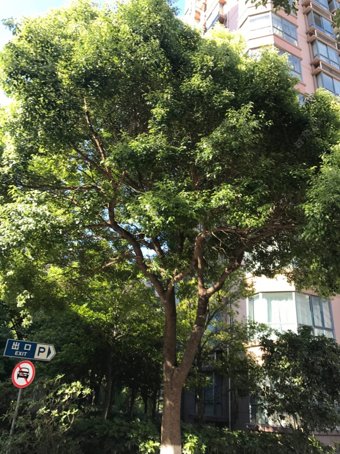 上海康健丽都小区_康健丽都小区null