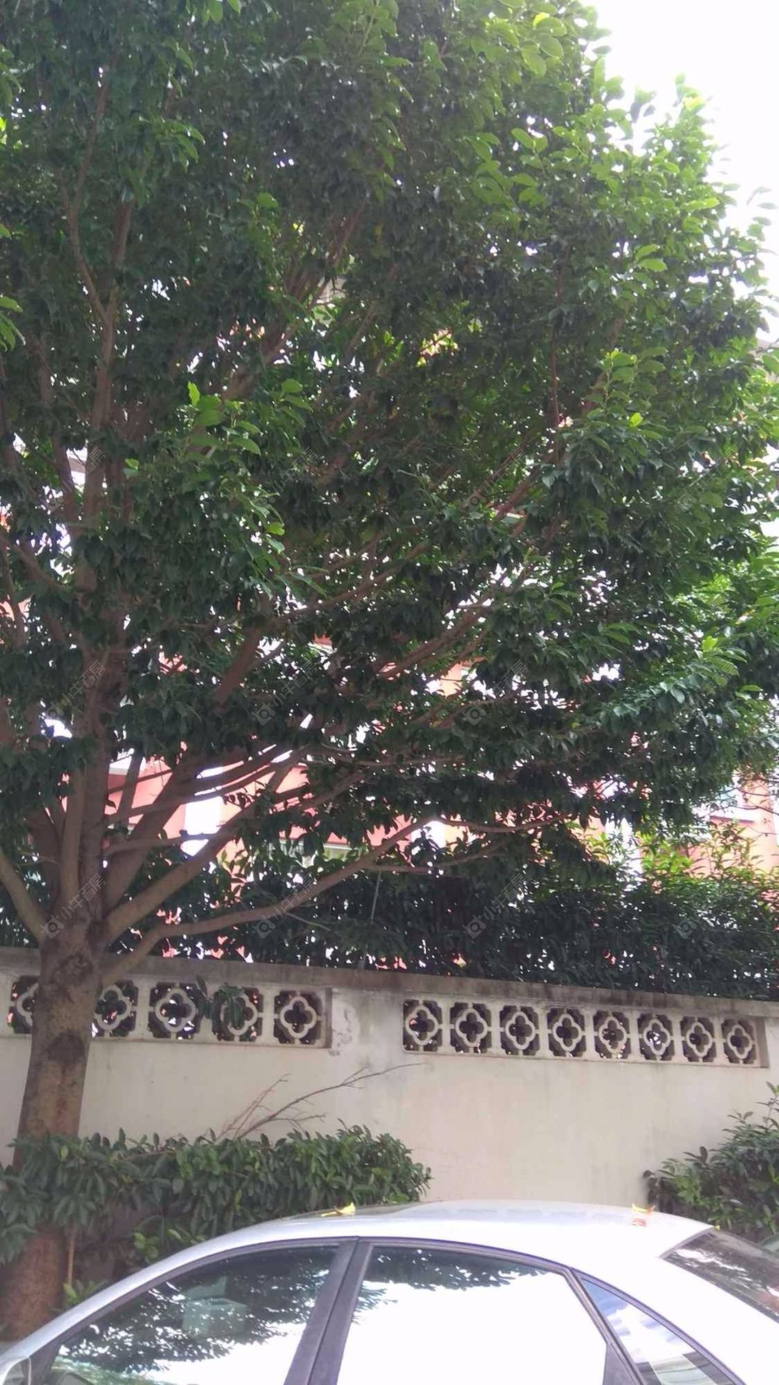 上海三八小区小区_三八小区小区null