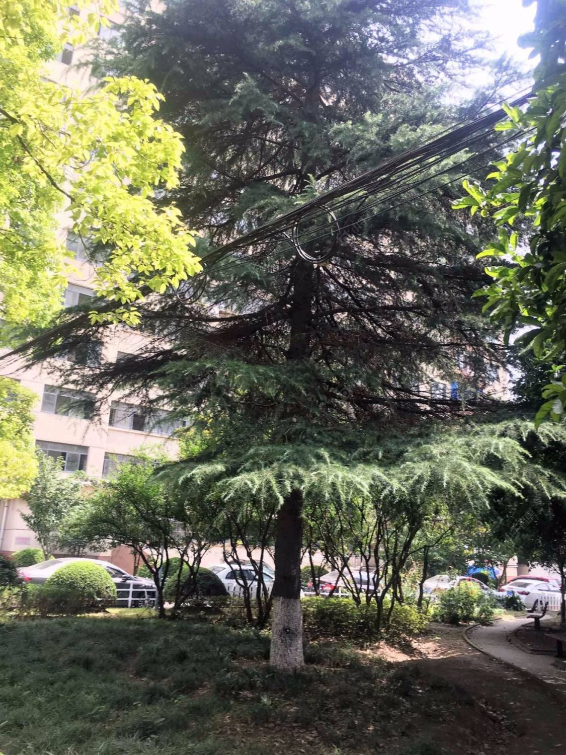 上海宝钢九村小区_宝钢九村小区null