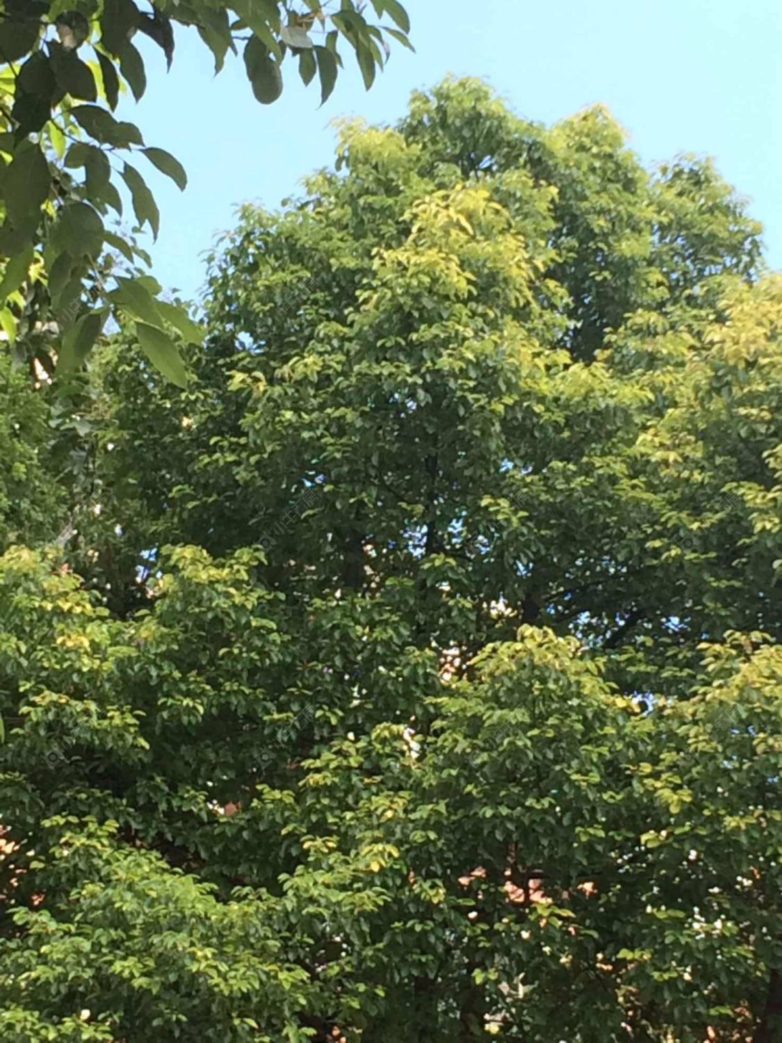 上海绿康公寓小区_绿康公寓小区null