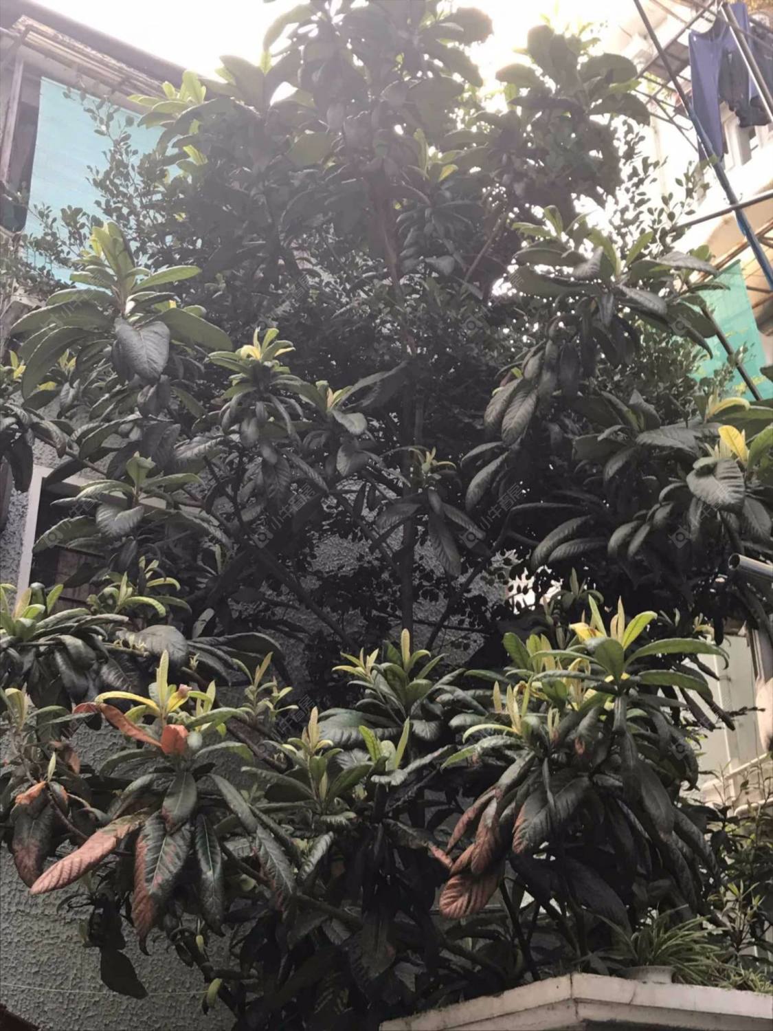 上海陕西北路597弄小区_陕西北路597弄小区null