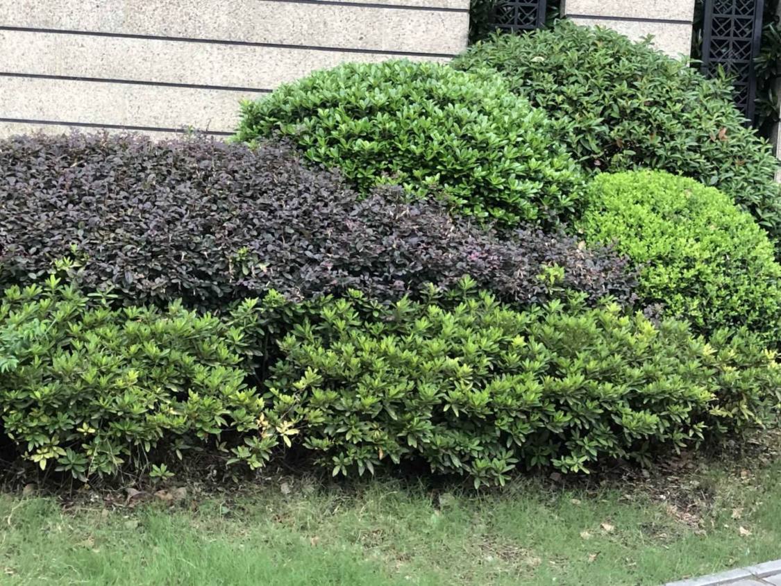 上海翡丽甲第小区_翡丽甲第小区null