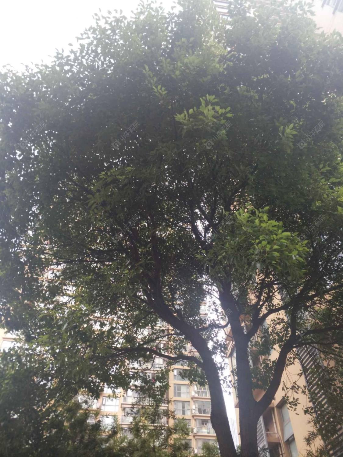 上海鸿旭豪苑小区_鸿旭豪苑小区null