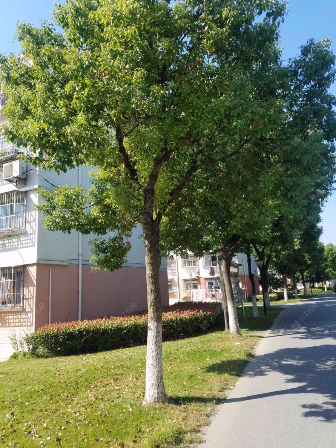 上海育苑小区北区小区_育苑小区北区小区null