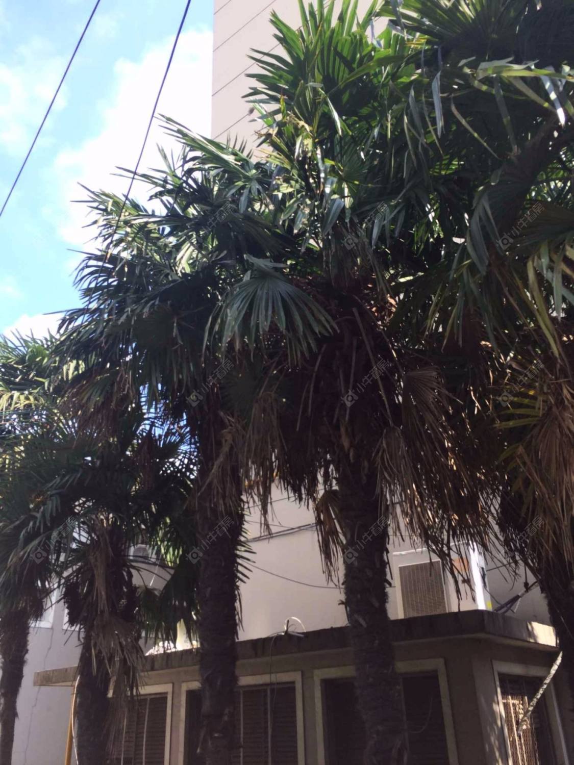 上海洪高小区小区_洪高小区小区null