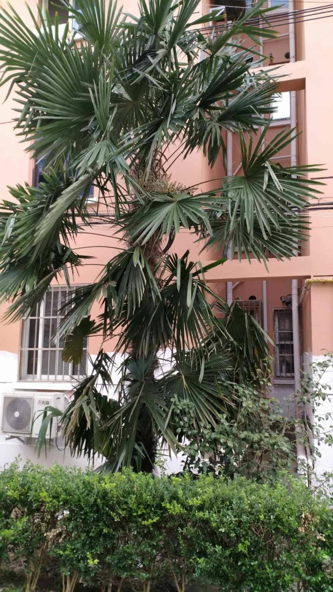 上海绿梅三村小区_绿梅三村小区null