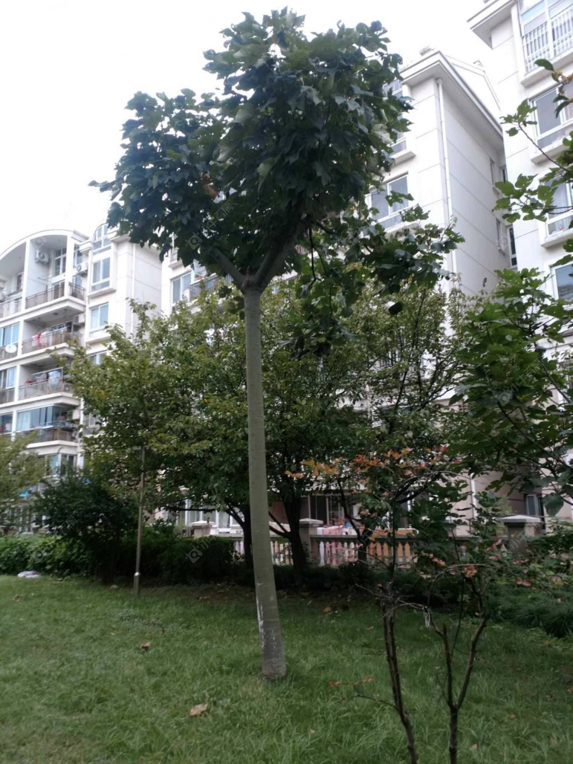 上海东兰兴城木兰苑小区_东兰兴城木兰苑小区null