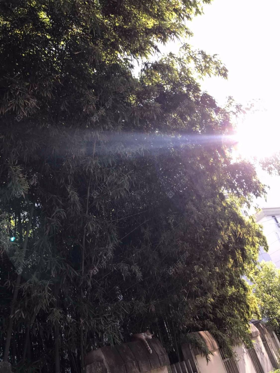 上海仙霞别墅北区小区_仙霞别墅北区小区null