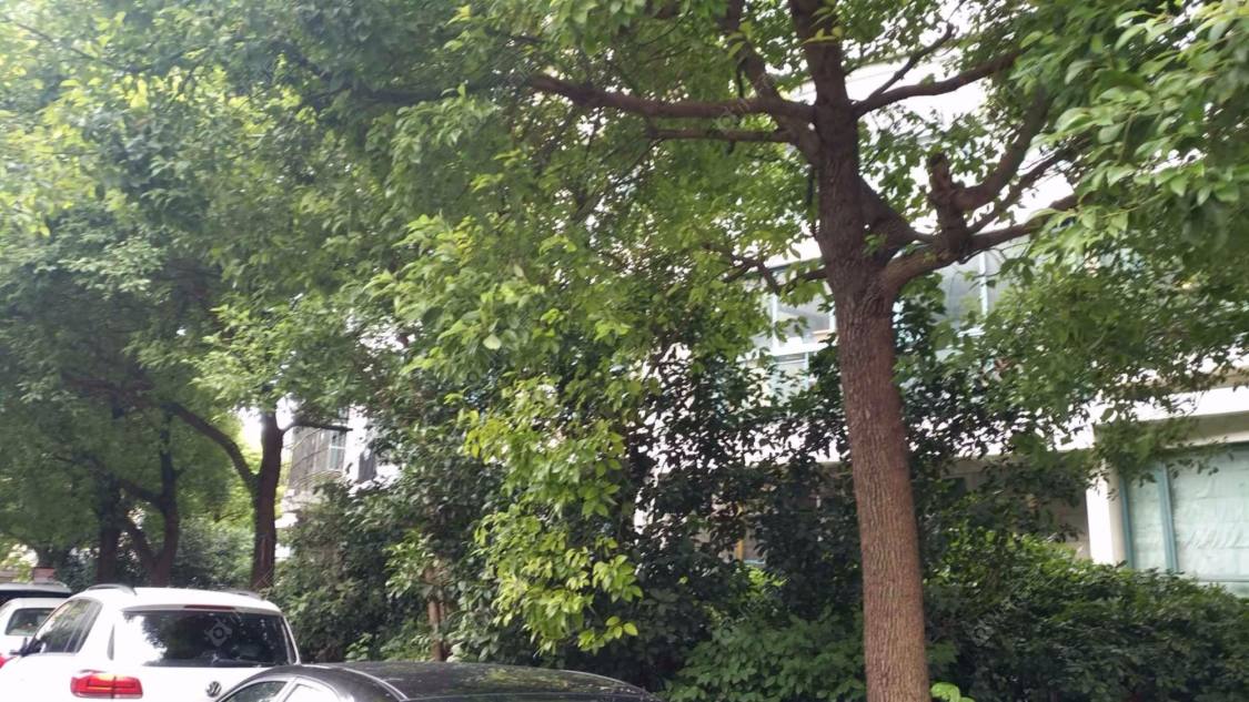 上海锦馨公寓小区_锦馨公寓小区null