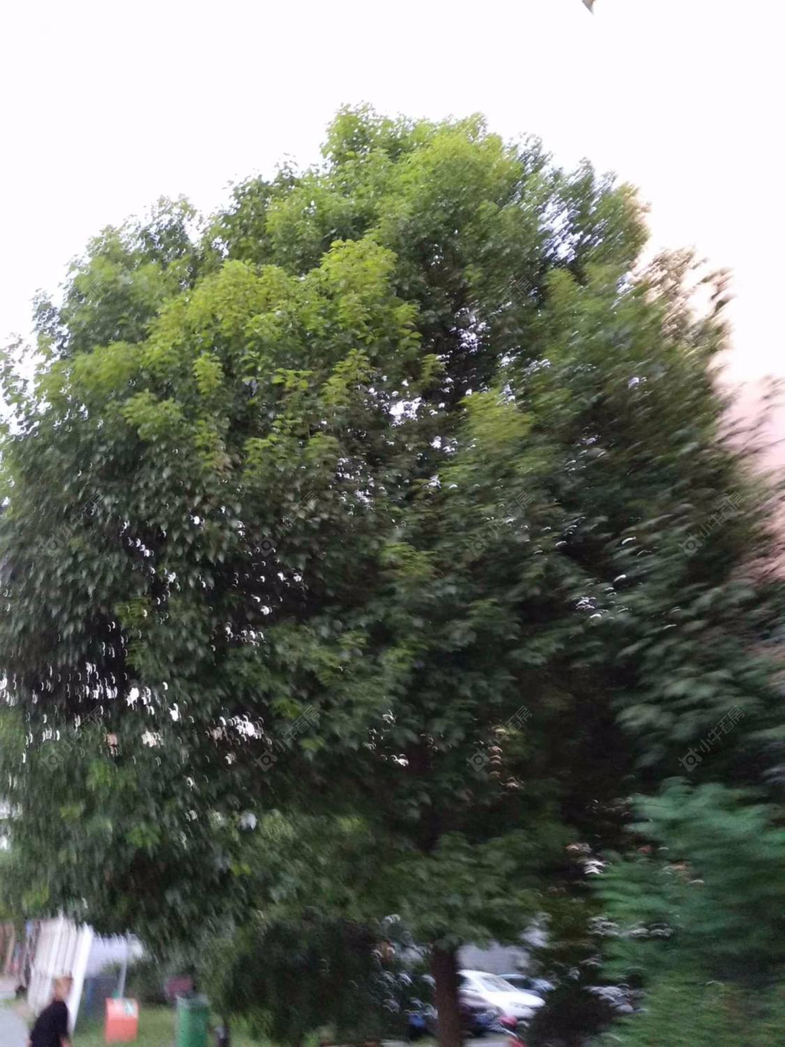 上海新泾北苑小区_新泾北苑小区null