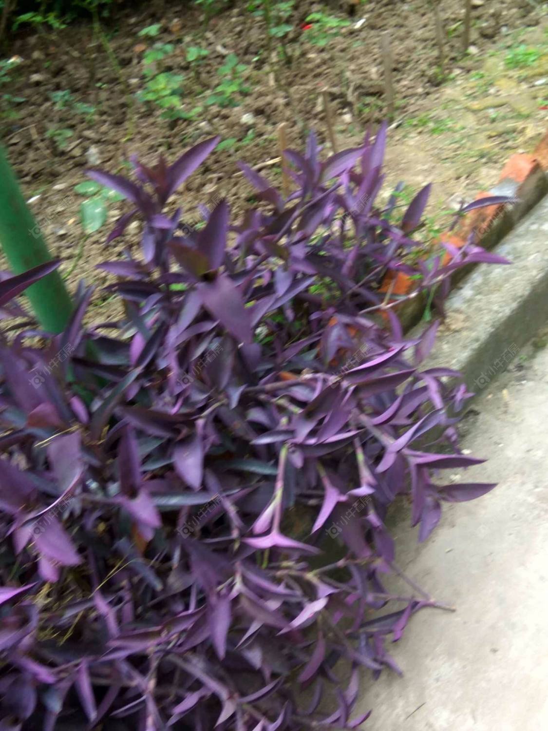 上海儿科大楼小区_儿科大楼小区null