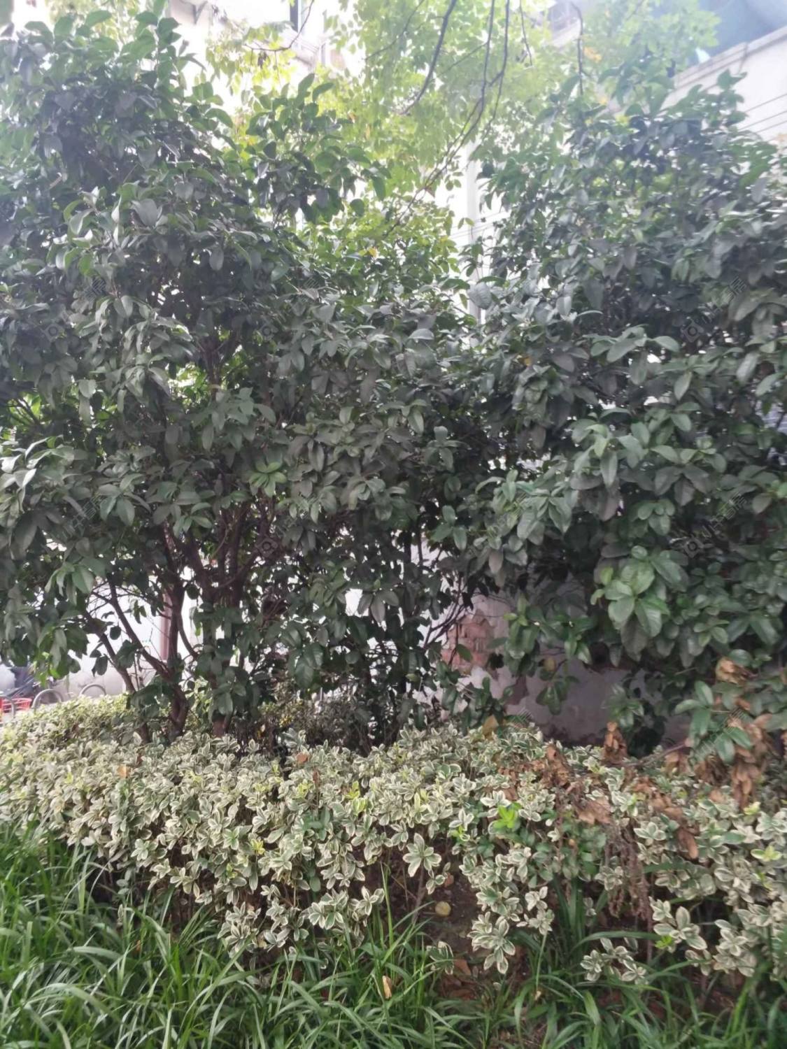 上海竞新里小区_竞新里小区null