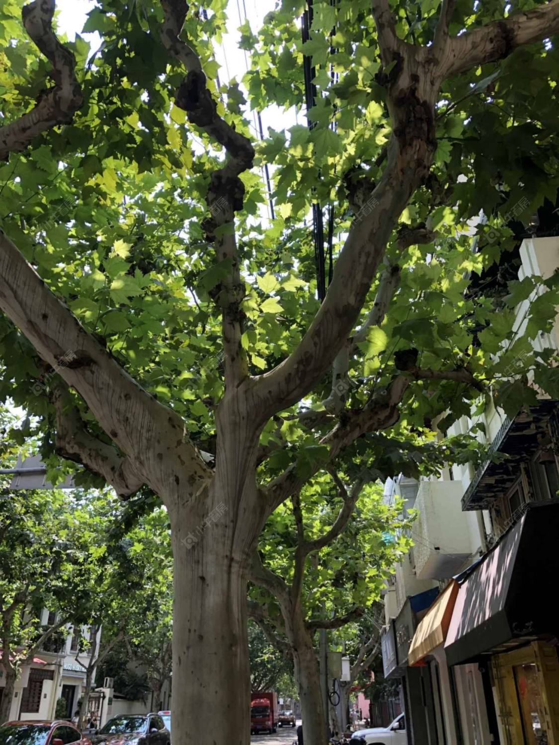 上海永嘉路小区_小牛看房