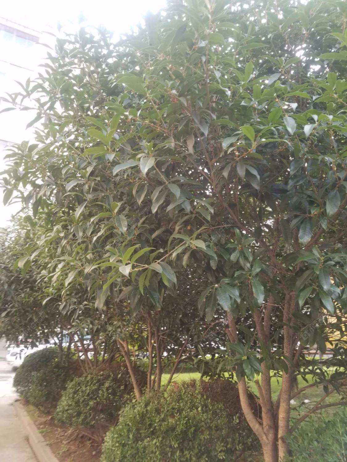 上海金鸿苑小区_金鸿苑小区null