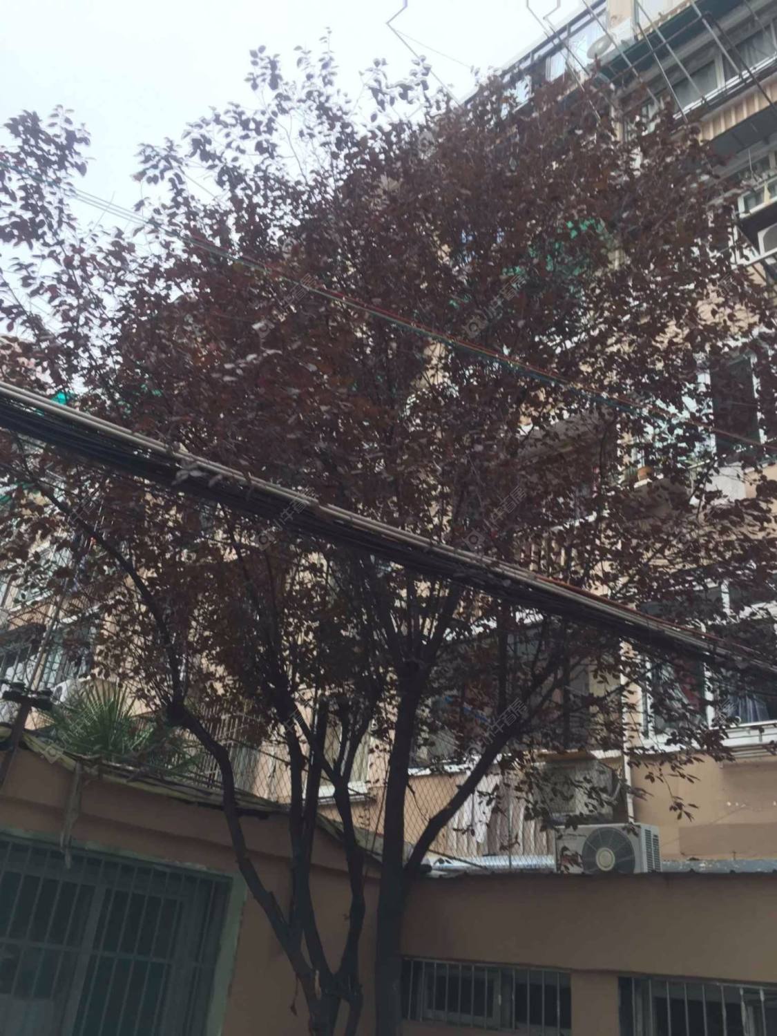 上海虬江路909弄小区_虬江路909弄小区实景图