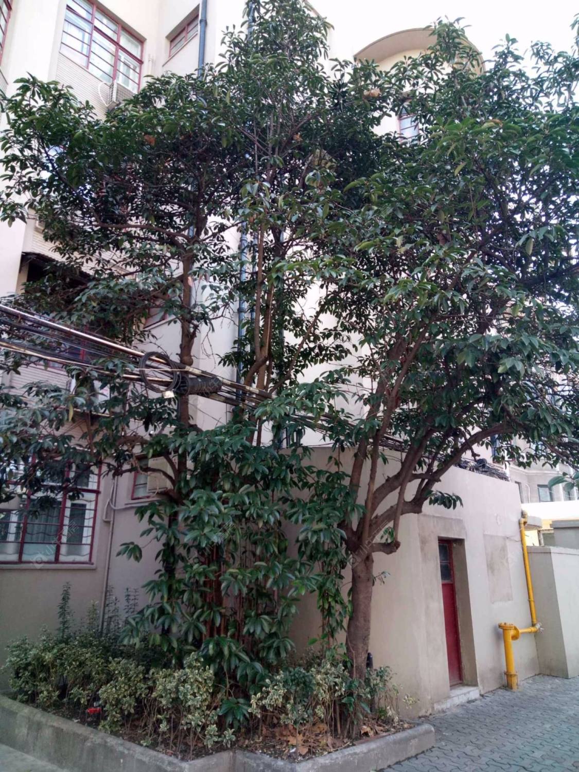 上海伊丽莎白公寓小区_伊丽莎白公寓小区null