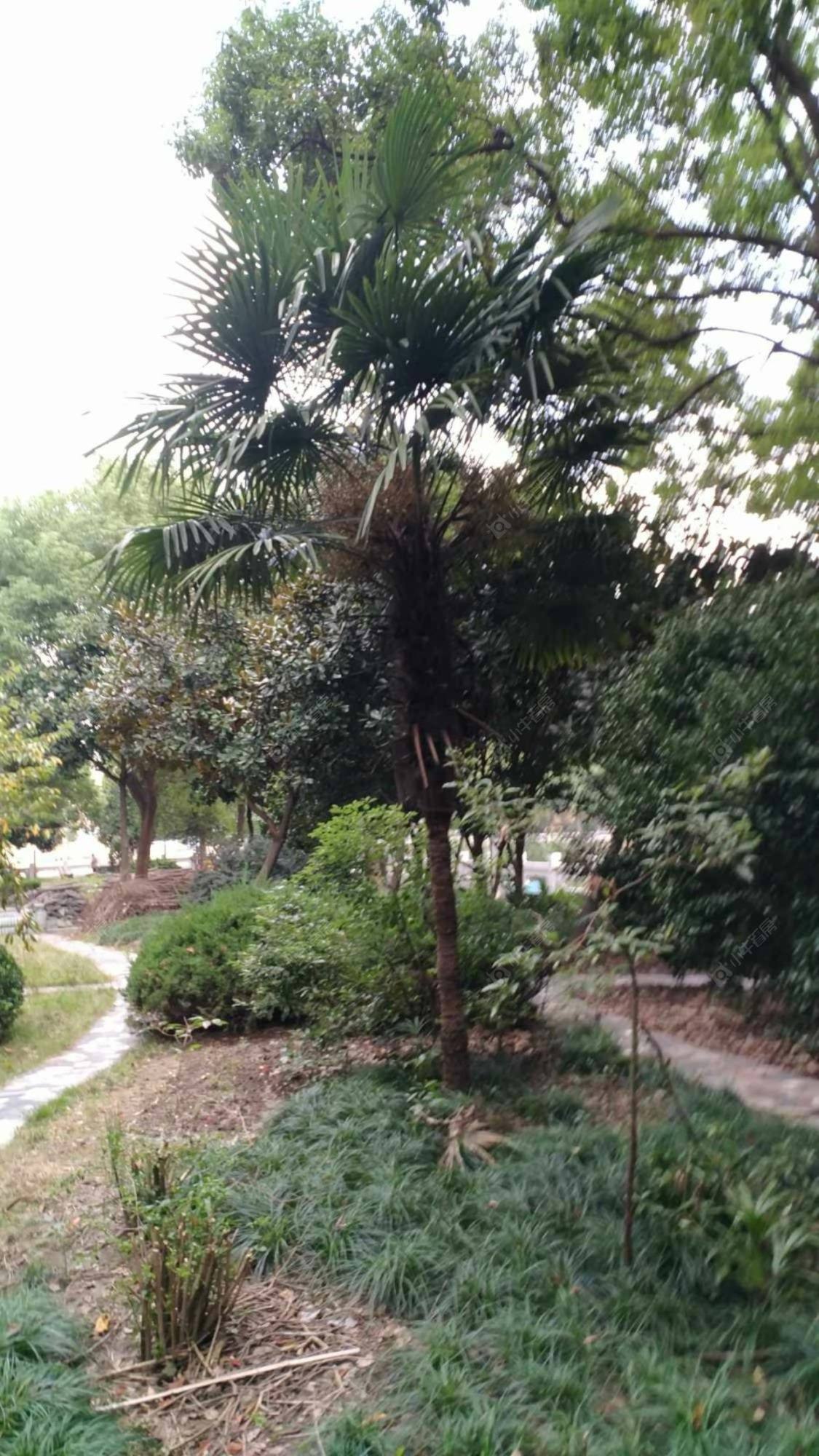 上海绿梅三村小区_绿梅三村小区null