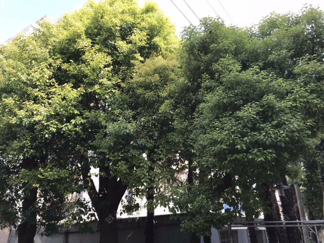 上海德州七村380弄小区_德州七村380弄小区null