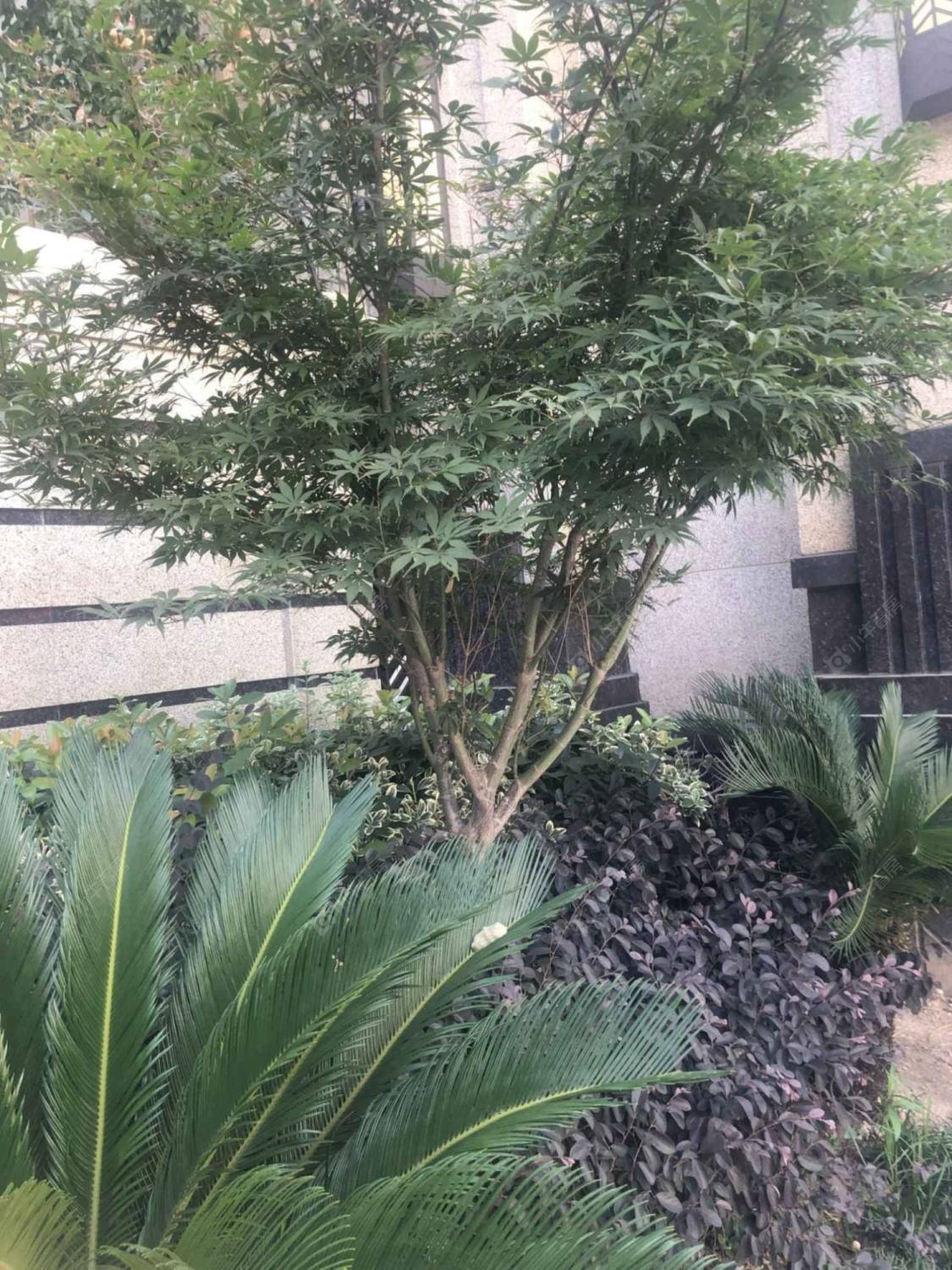 上海淡水湾花园二期小区_淡水湾花园二期小区null