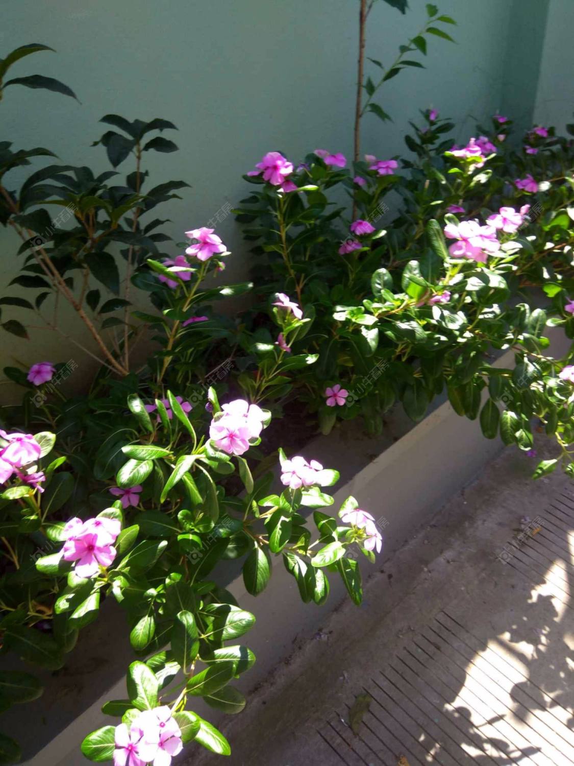 上海复兴中路1295弄小区_复兴中路1295弄小区null