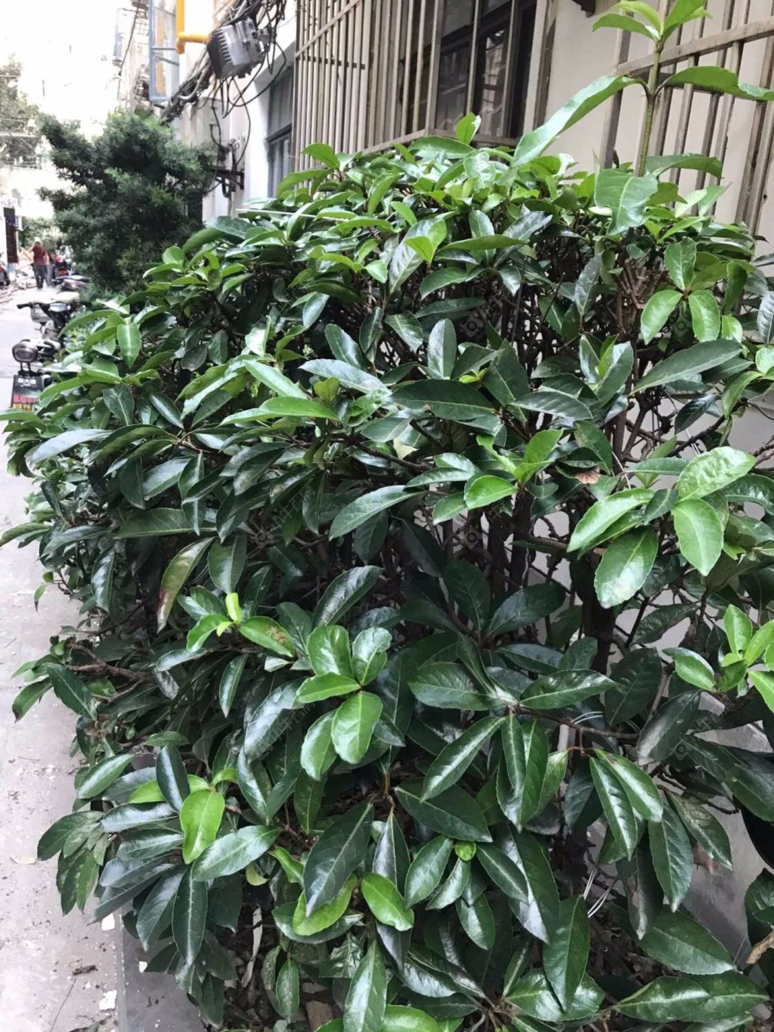 上海武定坊小区_武定坊小区null