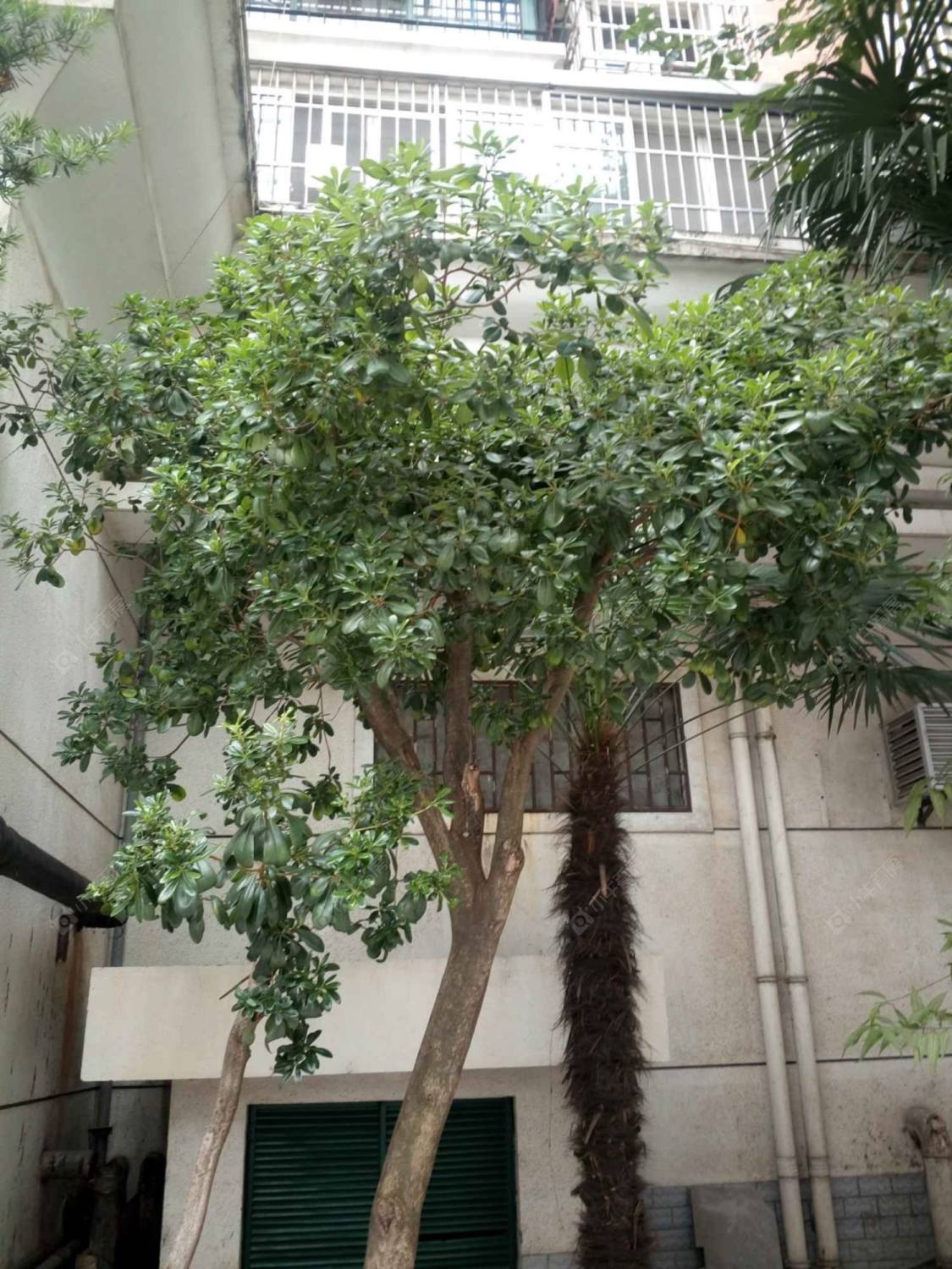 上海安基大楼小区_安基大楼小区null