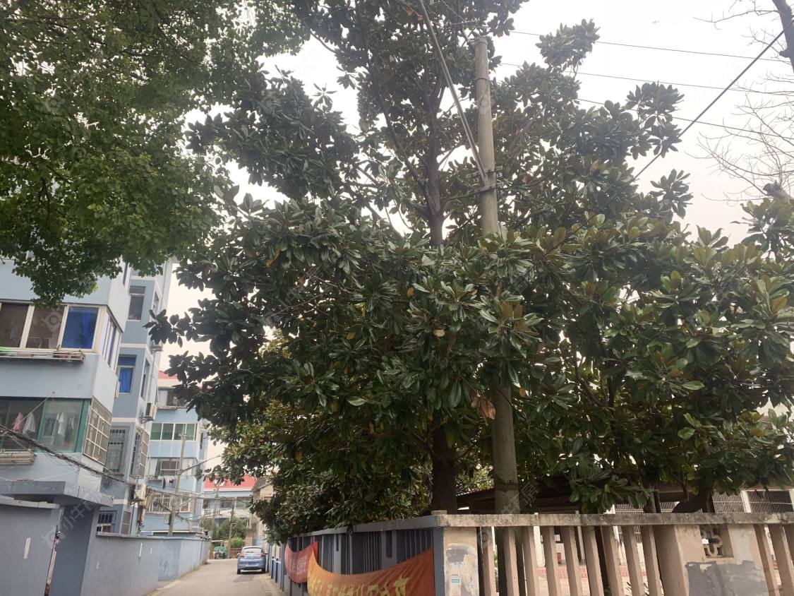 上海镇南路公房小区_镇南路公房小区null