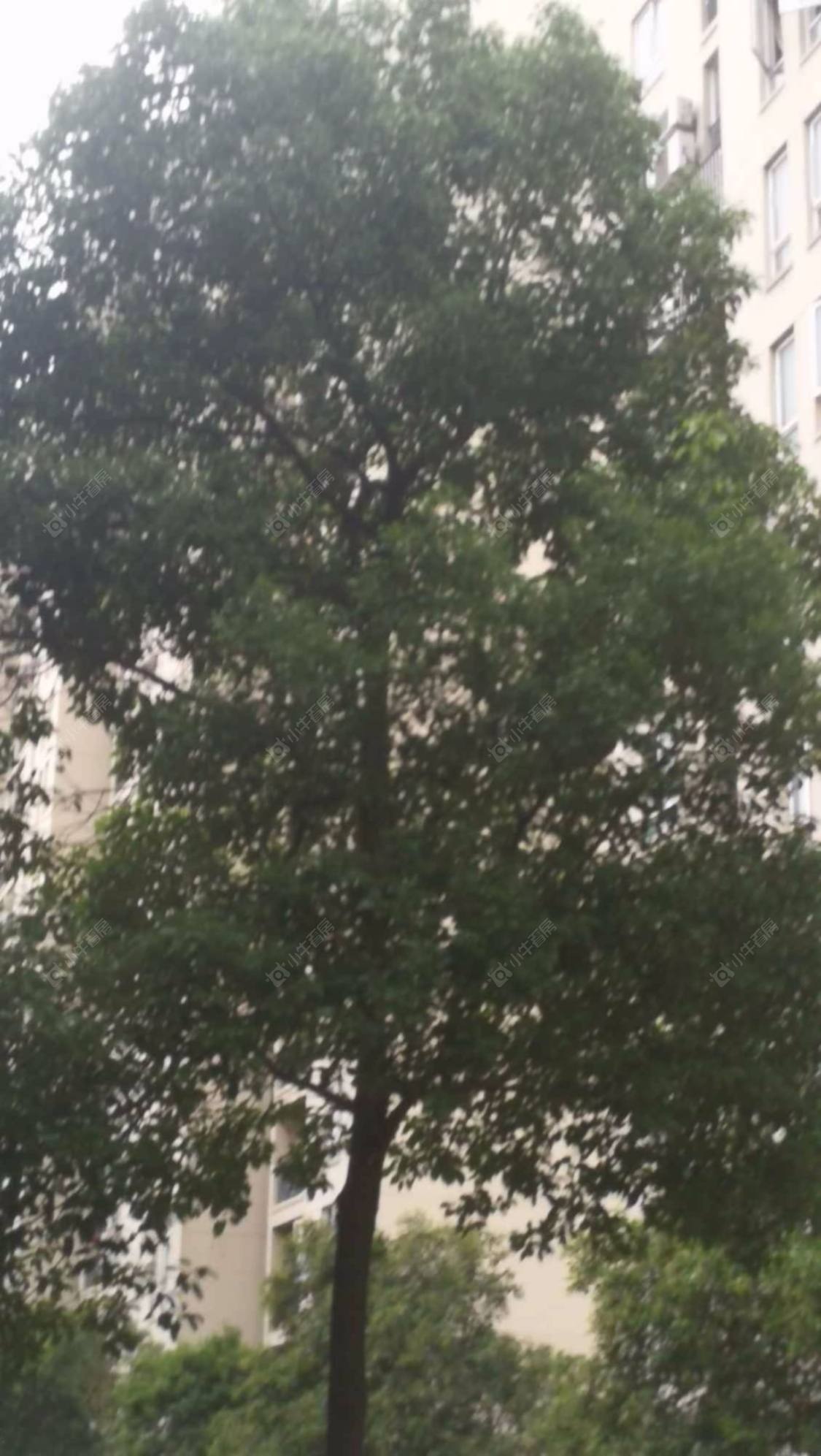 上海金硕河畔景园西区小区_金硕河畔景园西区小区null