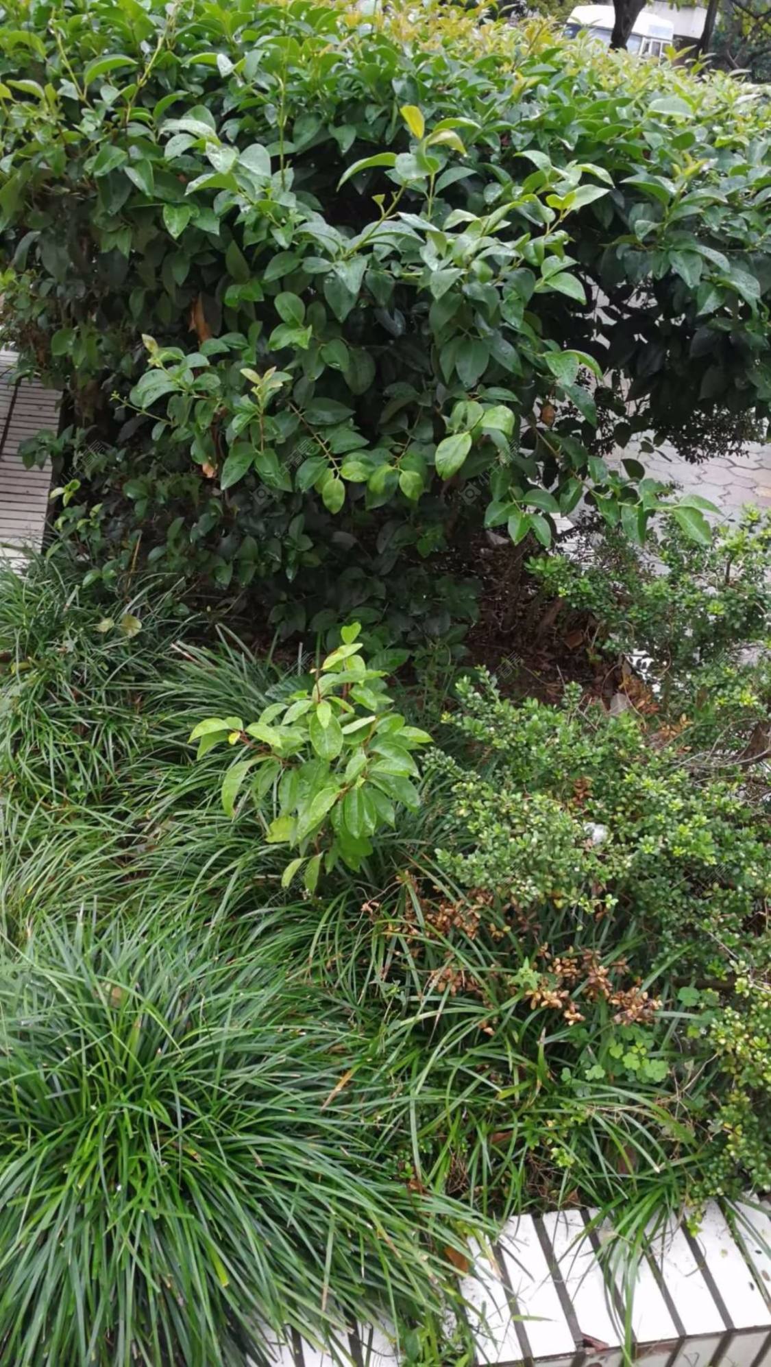 上海水清三村公寓小区_水清三村公寓小区null