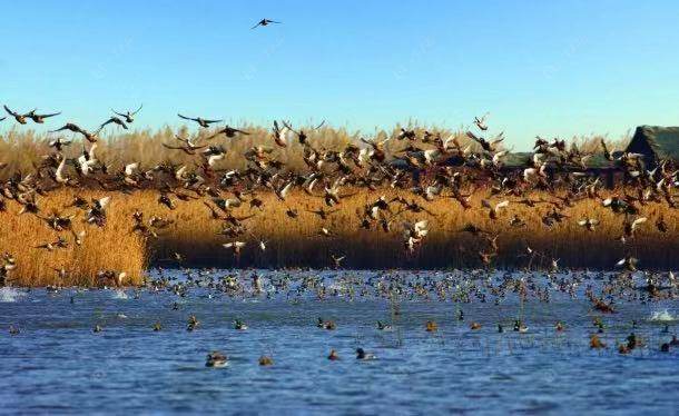 上海路劲象屿岛上的院子小区_路劲象屿岛上的院子小区null